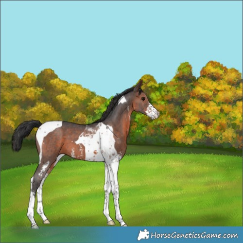 Horse Color:Brown Sabino Tobiano 