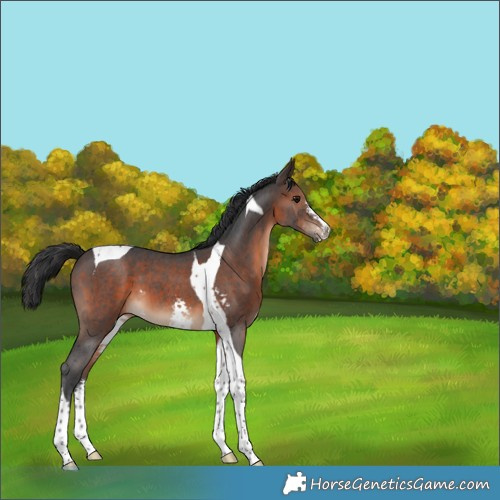 Horse Color:Brown Sabino Tobiano 