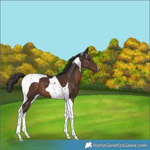 Horse Color:Liver Chestnut Tobiano 