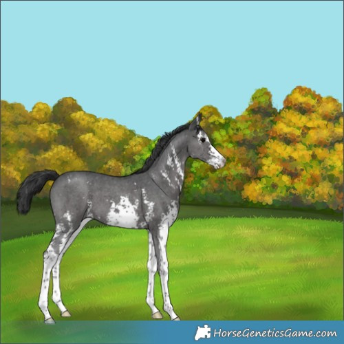 Horse Color:Black Sabino 