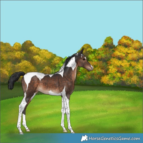 Horse Color:Brown Tobiano 