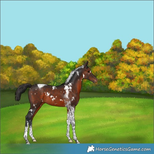 Horse Color:White Spotted Brown Tobiano Varnish Rabicano 