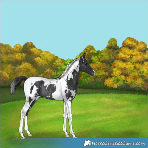 Horse Color:White Spotted Black Tobiano Appaloosa Rabicano 