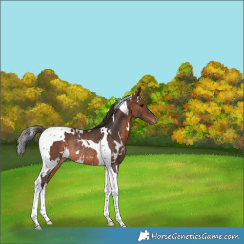 Horse Color:White Spotted Brown Tobiano Varnish Rabicano 