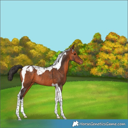 Horse Color:Bay Tobiano Appaloosa Rabicano 
