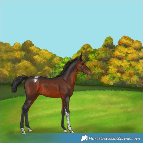 Horse Color:Brown Tobiano Appaloosa Rabicano 