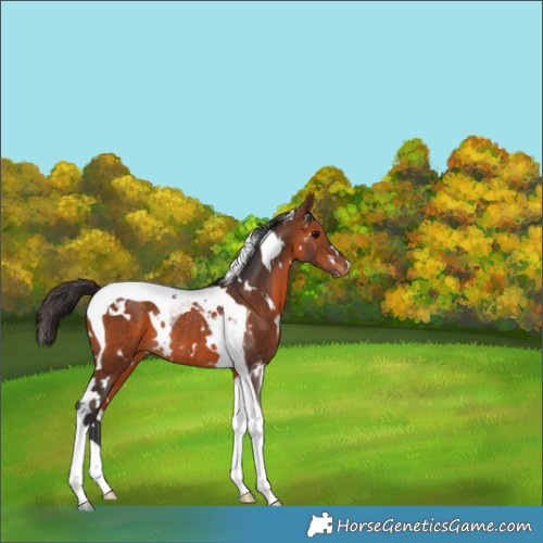 Horse Color:White Spotted Bay Tobiano Appaloosa Rabicano 