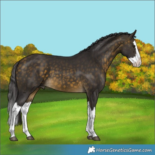 Horse Color:Buckskin Splash 