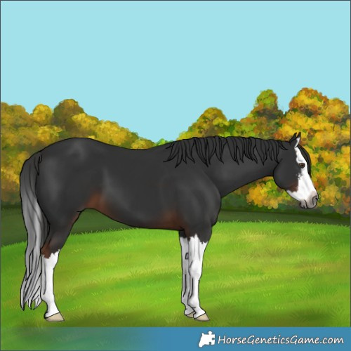 Horse Color:Gray White Spotted Liver Chestnut Splash 