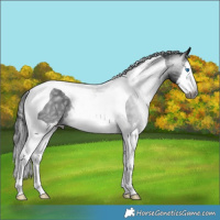Horse Color:Gray Black Splash Tobiano 