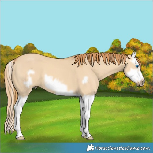 Horse Color:Red Dun Splash Frame 