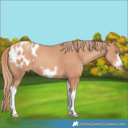 Horse Color:Gold Champagne Splash Frame Appaloosa 