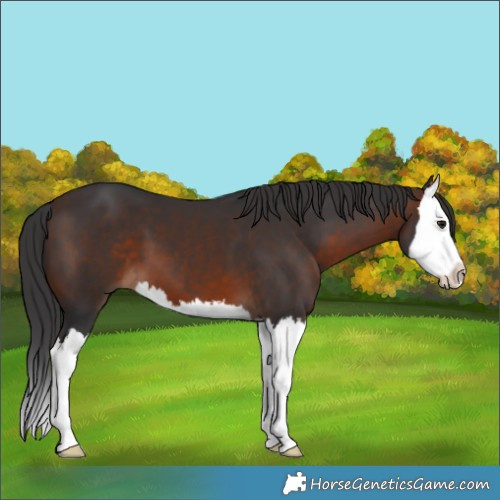 Horse Color:Brown Splash 