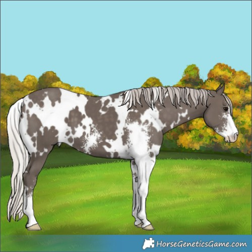 Horse Color:White Spotted Silver Black Sabino 