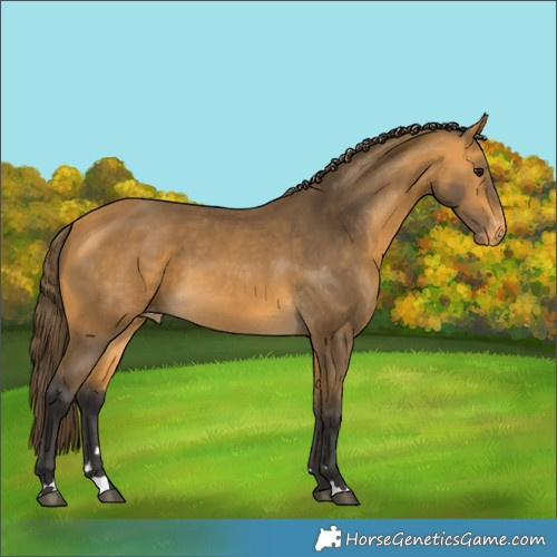 Horse Color:Buckskin Varnish 