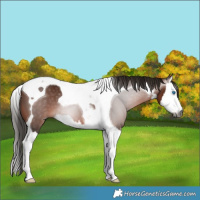 Horse Color:Gray White Spotted Bay Splash Tobiano