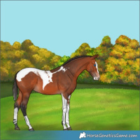 Horse Color:Bay Splash Tobiano 