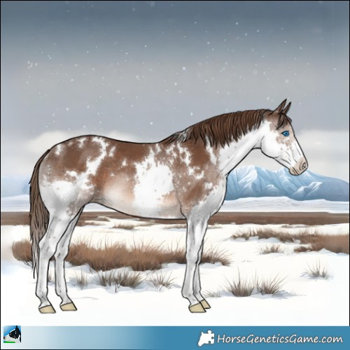 Horse Color:White Spotted Liver Chestnut Splash Rabicano