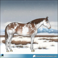Horse Color:White Spotted Liver Chestnut Splash Rabicano