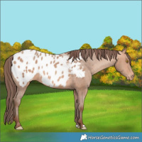 Horse Color:Amber Champagne Appaloosa