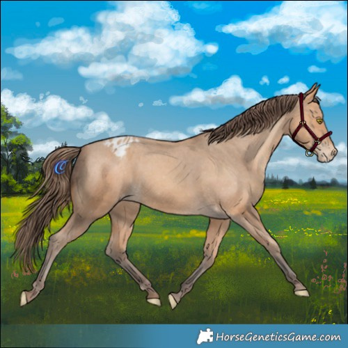 Horse Color:Amber Champagne Appaloosa 
