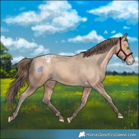 Horse Color:Amber Champagne Appaloosa