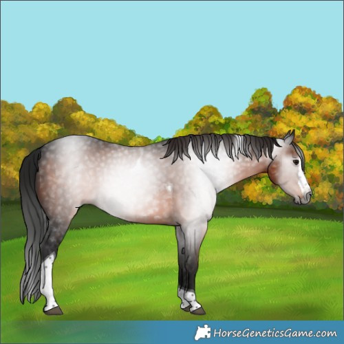 Horse Color:Gray Bay Splash Tobiano 