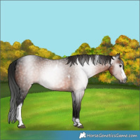 Horse Color:Gray Bay Splash Tobiano 
