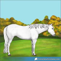 Horse Color:Gray Bay Splash Tobiano 