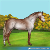 Horse Color:Gray Chestnut Sabino
