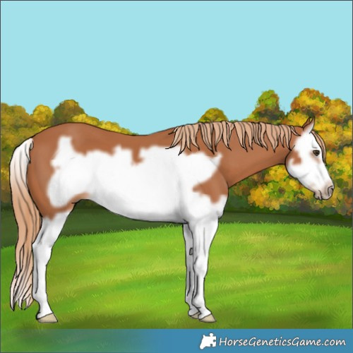 Horse Color:Chestnut Splash Frame 
