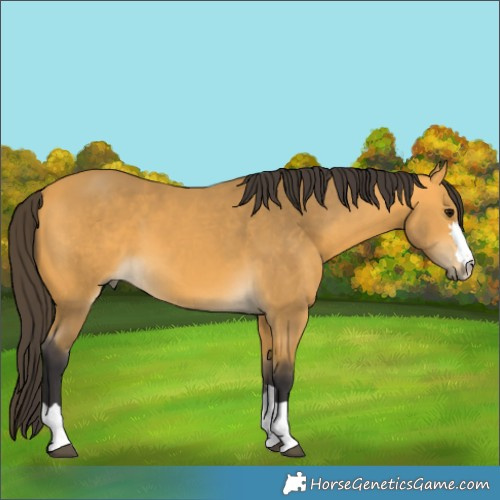 Horse Color:Buckskin 