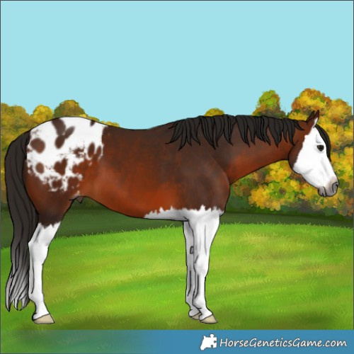Horse Color:Gray White Spotted Bay Splash Appaloosa 