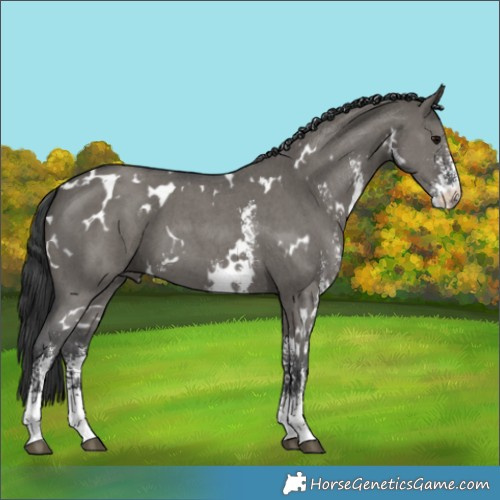 Horse Color:White Spotted Grullo Sabino 