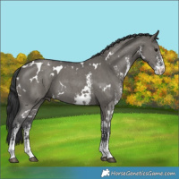 Horse Color:White Spotted Grullo Sabino 