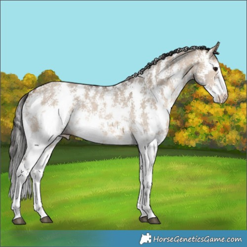 Horse Color:Brown Dun Sabino Rabicano 