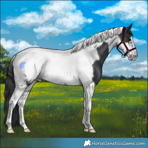 Horse Color:Black Tobiano Frame 