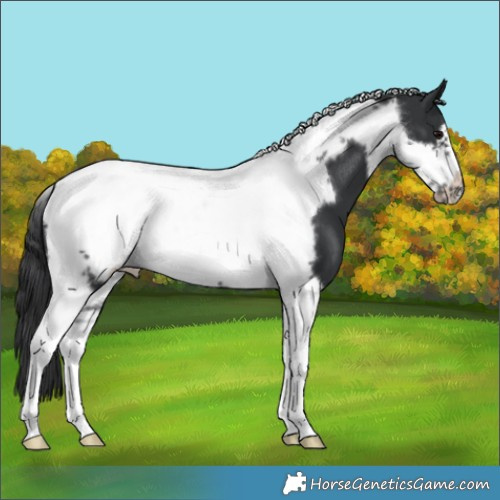 Horse Color:Black Tobiano Frame 
