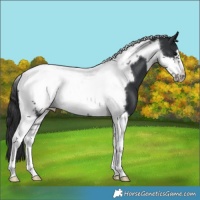 Horse Color:Black Tobiano Frame 