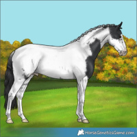 Horse Color:Black Tobiano Frame