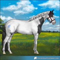 Horse Color:Black Tobiano Frame 