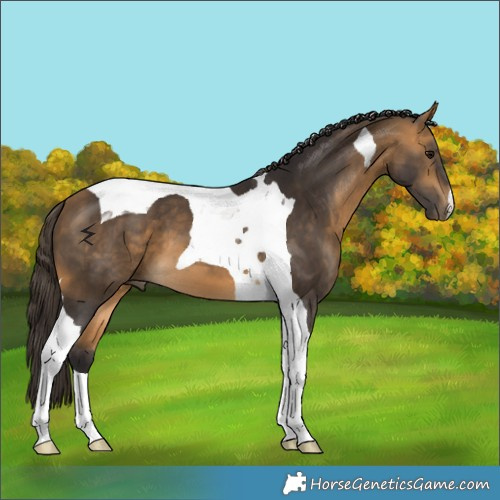 Horse Color:Buckskin Tobiano 
