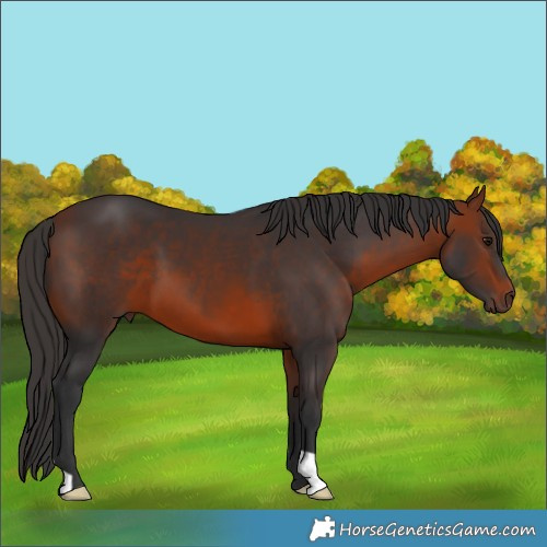 Horse Color:Bay 