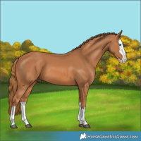 Horse Color:Chestnut Splash 