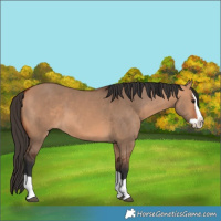 Horse Color:Bay Dun Splash 