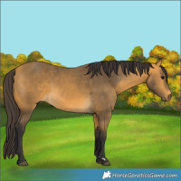Horse Color:Buckskin 