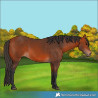 Horse Color:Bay 