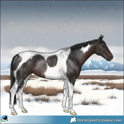 Horse Color:Brown Tobiano Rabicano 
