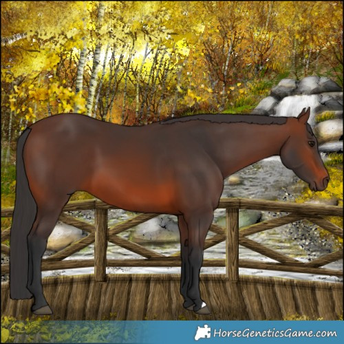 Horse Color:Brown 