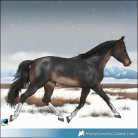 Horse Color:White Spotted Brown